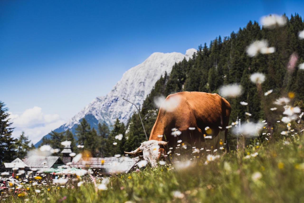 Apartments Zvoh, Krvavec, Ski-In, Ski-Out Cerklje na Gorenjskem Dış mekan fotoğraf